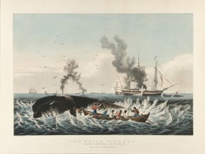 A bálnahalászat: spermás bálna megtámadása... és „bevágás” (színes litográfia) alkotó: Currier and Ives