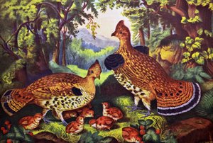 The Happy Family, Ruffed Grouse and Young alkotó: N. and Ives, J.M. Currier