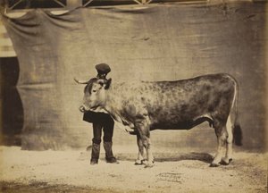 Garonnaise tehén, 5-6 éves korában,1856 (fotó) alkotó: Nadar Jeune (1825-1903)