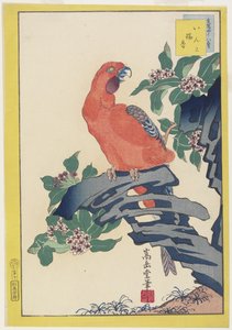 Pink Parrot on Rock, 1859 (színes fatömb nyomat)