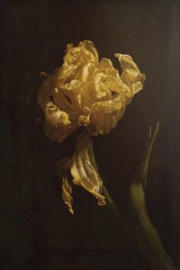 A Golden Tulip hanyatlása alkotó: Naoya Nakagawa