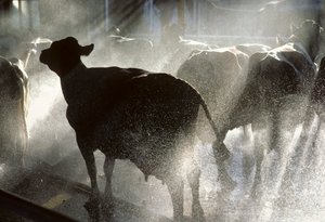 A tejelő teheneket zuhanyzóban mossák meg, mielőtt megfejnék őket a Yotvata Kibbutzban, egy mezőgazdasági... alkotó: Nathan Benn