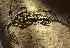 Fénykép egy tengeri gerinces fosszíliáról a triász időszakból egy Pachypleurosaurusról