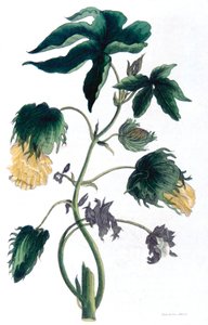 Gossypium – gyapotnövény, 1823 alkotó: Neale and Son
