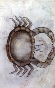 Sloane 3983 f.14v, rák, állatöv jel a rák számára alkotó: Netherlandish School