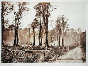 Seventy Mile Bush (szépia fotó)
