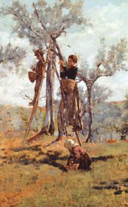 Az olajbogyó betakarítása, kb 1892 (olaj, vászon)