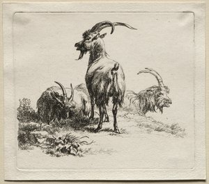 Animalia: Három kecske