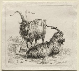 Animalia: Két kecske