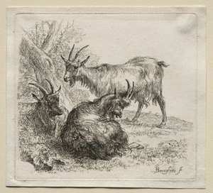 Három kecske. alkotó: Nicolaes Pietersz. Berchem