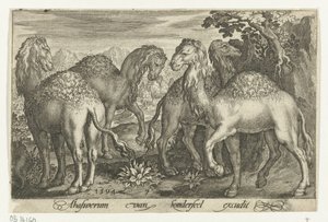 Négy dromedár Animalivm qvadrvpedvm (sorozat címe) Állatok a tájakon (sorozat címe) alkotó: Nicolaes de Bruyn