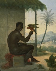 Brazil fekete trópusi madárral
