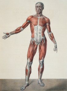 Az emberi test anatómiája, Jean-Baptiste Marc Bourgery (1797-1849) "Traite Complet d