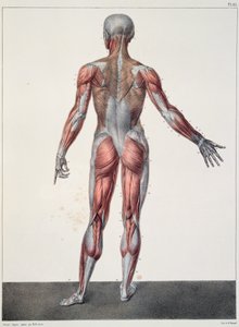 Az emberi test anatómiája, Jean-Baptiste Marc Bourgery (1797-1849) „Traite Complet d