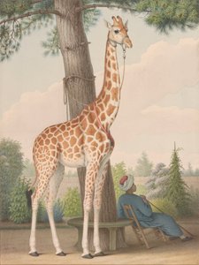 Tanulmány a zsiráfról, amelyet X. Károlynak adott Egyiptom alkirálya alkotó: Nicolas Hüet the Younger