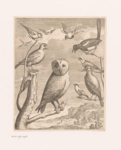 Bagoly és más madarak Alouco Hibou (cím az objektumon) Madarak a Versailles-i Állatkertből (sorozat címe) alkotó: Nicolas Robert (possibly)