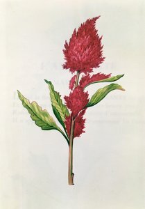 Amaranthus, a „La Guirlande de Julie”-ból, 1642 körül (wc pergamen)