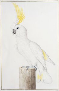 Kénes tarajos kakadu alkotó: Nicolas Robert