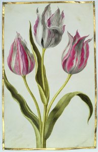 Tulipánok, 1675 körül (gouache, pergamen) alkotó: Nicolas Robert