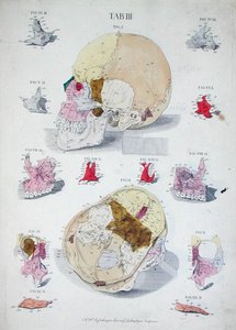 A koponyacsontok Christoph Jacob Trew (1695-1769) „Tabulae Osteologicae” című művéből, G. Lichtensteger metszetével alkotó: Nikolaus Friedrich (after) Eisenberger