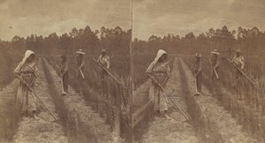 Kapáló rizs, 1876-1888. alkotó: O. Pierre Havens