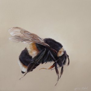 Bombus terrestis 8, 2013 (akril, fa) alkotó: Odile Kidd