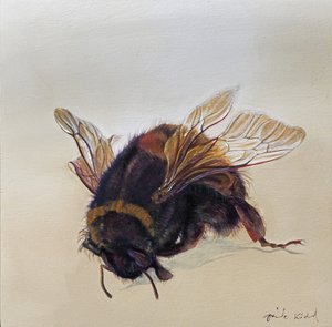 Bombus terrestris 10, 2013 (akril, fa)
