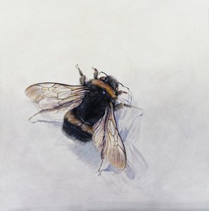 Bombus terrestris 11 (akril, gipszelt fára) alkotó: Odile Kidd