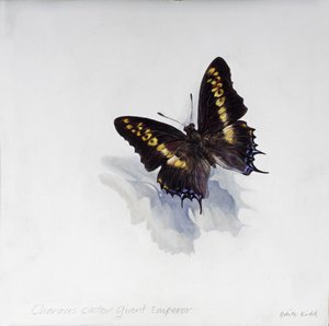 Charaxes castor, óriás császár, 2014 (akril, gipszelt fára) alkotó: Odile Kidd