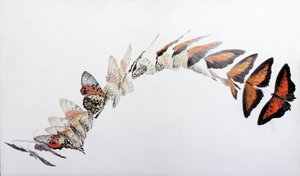 Charaxes zingha repülésminta, 2016 (akril, gipszelt fára) alkotó: Odile Kidd