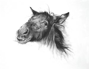 Colt, 2002 (szén, Fabriano papír) alkotó: Odile Kidd