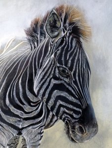 Equus burchelli 1 (részlet), 2009 (szén, konteó és krétapasztell Bockingford papírra) alkotó: Odile Kidd