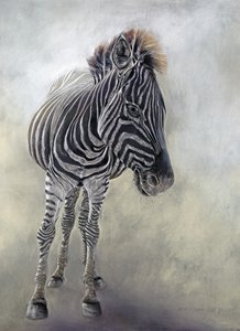 Equus burchelli 1, 2009 (szén, konteó és krétapasztell Bockingford papírra) alkotó: Odile Kidd