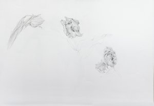 Estella rijnveld 1, 2013 (ceruza kartonpapírra)