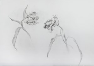 Estella rijnveld 3, 2017 (ceruza, kartonpapír) alkotó: Odile Kidd