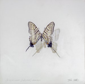 Graphium (Pazala) eurosus, 2014 (akril, gézezett fára) alkotó: Odile Kidd