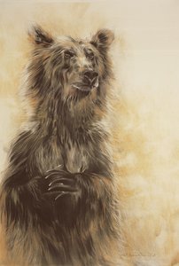 Grizzly Bear 1, 2002 (szénceruza, szén és kréta) alkotó: Odile Kidd