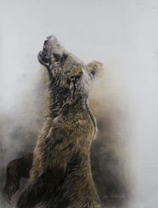 Grizzly medve 3, 2009 (szén, konteó és krétapasztell, Fabriano papír) alkotó: Odile Kidd