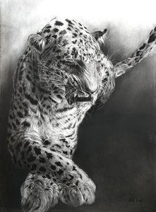 Panthera pardus 1, 2009 (szén és grafit, Fabriano papírra) alkotó: Odile Kidd