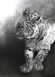 Panthera pardus 2, 2009 (szén és konténer, Fabriano papírra) alkotó: Odile Kidd