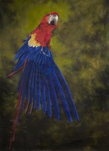 Scarlet macaw 2, 2009 (akril, vászon)