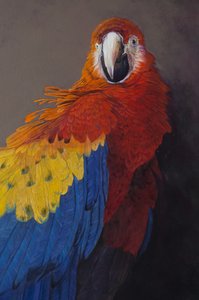 Scarlet macaw 3 (részlet), 2014 (akril, vászon) alkotó: Odile Kidd