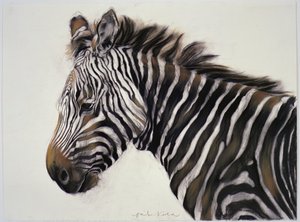 Zebra, 2002 (szén és kréta) alkotó: Odile Kidd