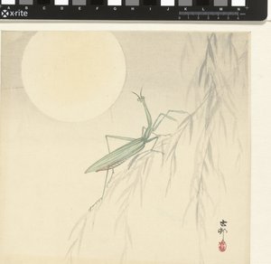 Imádkozó sáska alkotó: Ohara Koson
