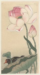 Gallinule lótuszvirággal alkotó: Ohara Koson