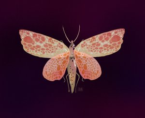 Rózsaszín-narancssárga foltos lepke
