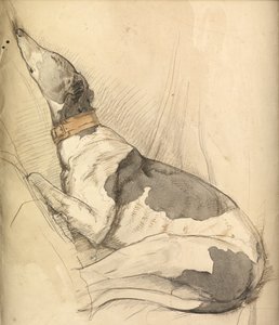 Alvó agár (ceruza, toll, tinta és mosás papíron) alkotó: Olive Branson