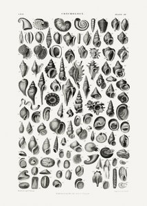 Sealife III alkotó: Oliver Goldsmith