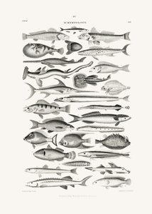 Sealife I alkotó: Oliver Goldsmith