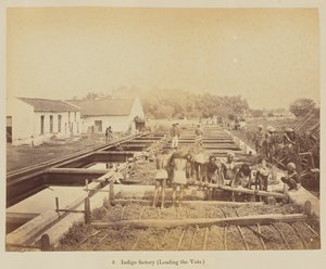 Indigógyár (a kádak betöltése)